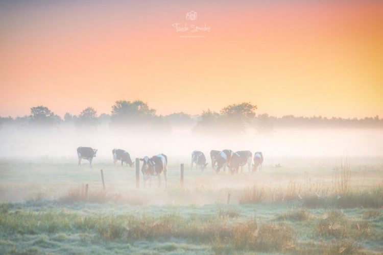 Koeien, Mist, Landschapsfotografie, Taede Smedes
